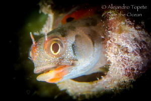 Blenny in Home, Acapulco México by Alejandro Topete 
